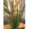 EUROPALMS Τεχνητό γρασίδι καλαμιού, 145cm, πράσινο/καφέ, σε γλάστρα 82600229