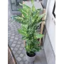 EUROPALMS Τεχνητό φυτό Dieffenbachia 120cm 82508306