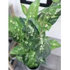 EUROPALMS Τεχνητό φυτό Dieffenbachia 120cm 82508306