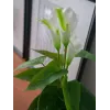 EUROPALMS Calla mini Τεχνητό φυτό Calla-Lily, λευκό, 43 cm 82540347