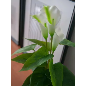 EUROPALMS Calla mini Τεχνητό φυτό Calla-Lily, λευκό, 43 cm 82540347