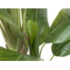 EUROPALMS Τεχνητό δέντρο μπανάνας, 170cm, πράσινα φύλλα, μαύρη γλάστρα 82509539