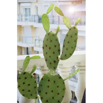 EUROPALMS Φυλλώδης κάκτος Τεχνητό φυτό, 75cm 82600068