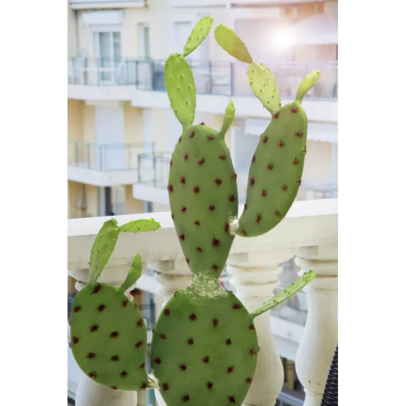 EUROPALMS Φυλλώδης κάκτος Τεχνητό φυτό, 75cm 82600068