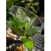 EUROPALMS Τεχνητός θάμνος σέσκουλου, 45cm, πράσινο 82508302