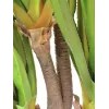 EUROPALMS Τεχνητό φυτό αγαύη Sabretooth, 185cm 82600030