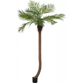 EUROPALMS Luxor καμπύλη τεχνητή φοίνικας Phoenix, 240cm 82510726