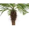 EUROPALMS Luxor καμπύλη τεχνητή φοίνικας Phoenix, 240cm 82510726
