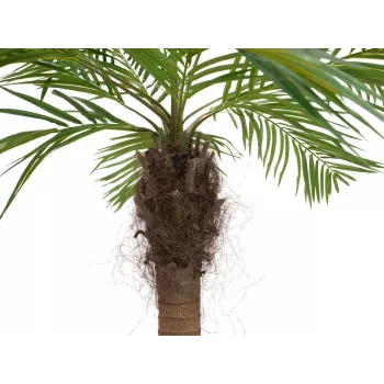 EUROPALMS Luxor καμπύλη τεχνητή φοίνικας Phoenix, 240cm 82510726