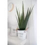 EUROPALMS τεχνητό φυτό αλόη βέρα, 60 cm, μαύρη γλάστρα 82600167