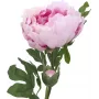 EUROPALMS Peony Branch Classic, τεχνητό φυτό, ροζ, 80cm 82530210