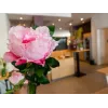 EUROPALMS Peony Branch Classic, τεχνητό φυτό, ροζ, 80cm 82530210