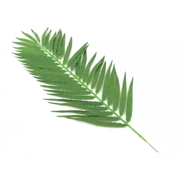 EUROPALMS φύλλα καρύδας, τεχνητά, 110cm, συσκευασία 12 τεμ. 82509897