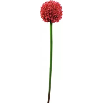 EUROPALMS τεχνητό στέλεχος allium, κόκκινο, 55cm 82530568