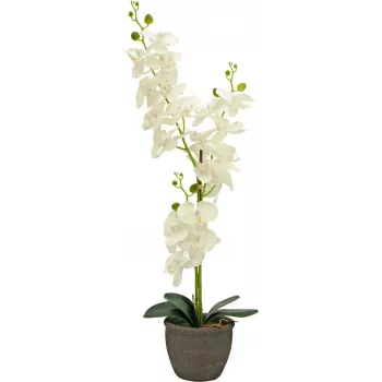 EUROPALMS Τεχνητή ορχιδέα, κρεμ, 80cm 82530361