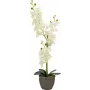 EUROPALMS Τεχνητή ορχιδέα, κρεμ, 80cm 82530361