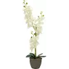 EUROPALMS Τεχνητή ορχιδέα, κρεμ, 80cm 82530361
