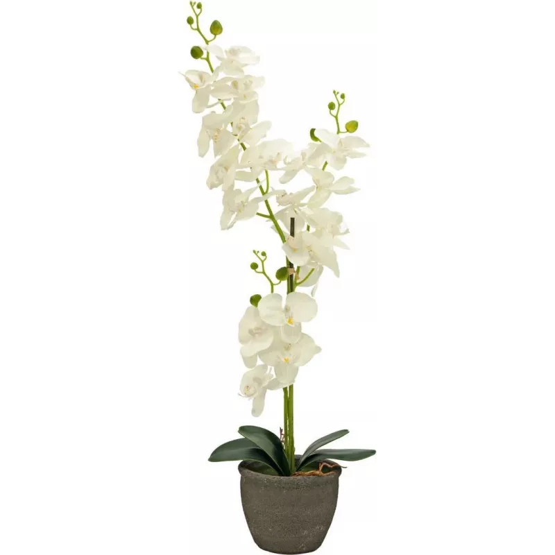 EUROPALMS Τεχνητή ορχιδέα, κρεμ, 80cm 82530361