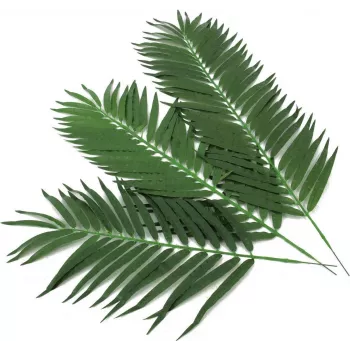 EUROPALMS Τεχνητά φύλλα κοκοφοίνικα, 80 cm, σετ 12 τεμ. 82509895