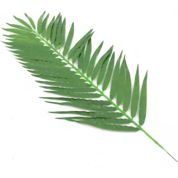 EUROPALMS Τεχνητά φύλλα κοκοφοίνικα, 90 cm, 12 τεμ., πράσινο 82509896