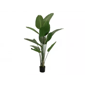 EUROPALMS Τεχνητό στρελίτσια, 170 cm 82540523