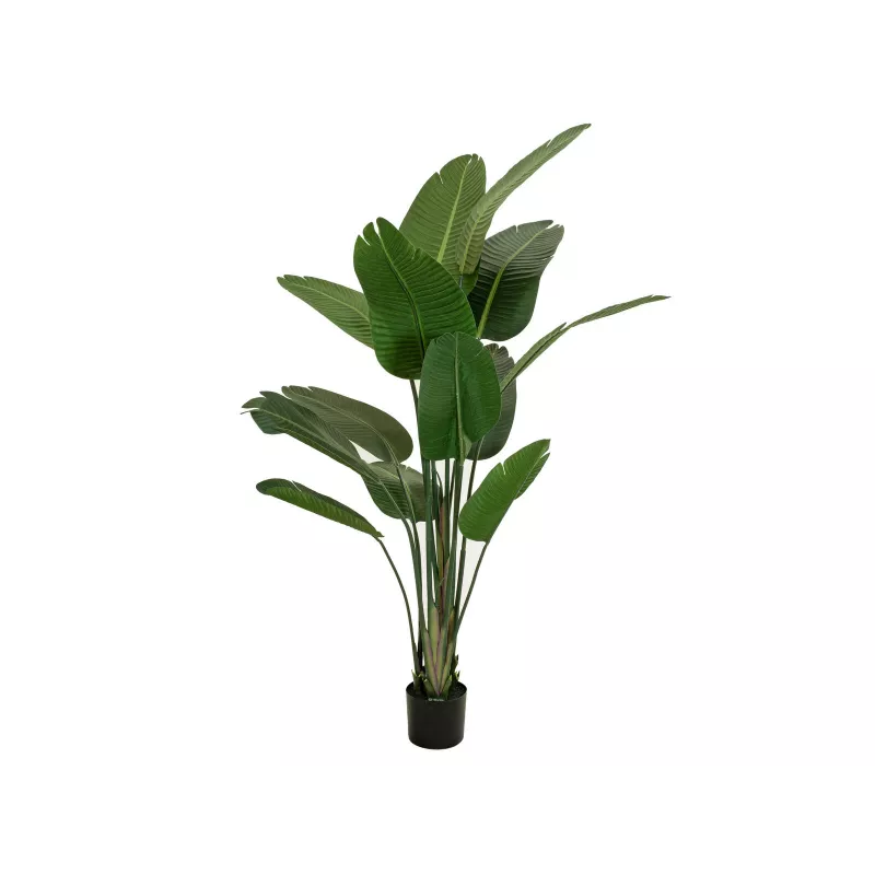 EUROPALMS Τεχνητό στρελίτσια, 170 cm 82540523