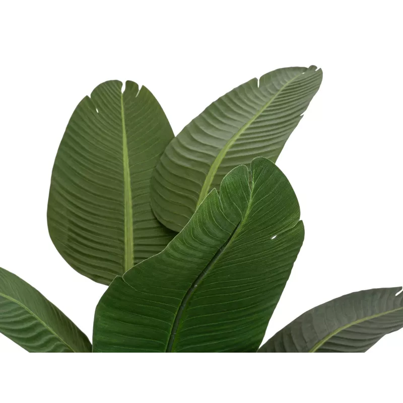 EUROPALMS Τεχνητό στρελίτσια, 170 cm 82540523