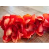EUROPALMS Κλαδί Cymbidium, τεχνητό, κόκκινο, 90cm (82530315)