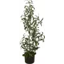 EUROPALMS Τεχνητή ελιά, 90 cm 82506422
