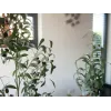 EUROPALMS Τεχνητή ελιά, 90 cm 82506422