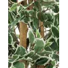 EUROPALMS Ασημί ficus benjamina τεχνητό φυτό, 180 cm 82506116