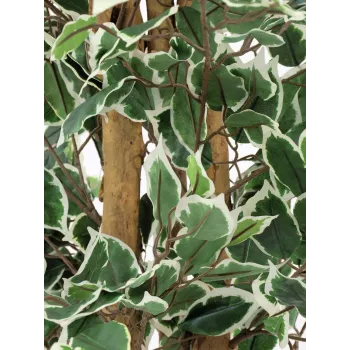 EUROPALMS Ασημί ficus benjamina τεχνητό φυτό, 180 cm 82506116