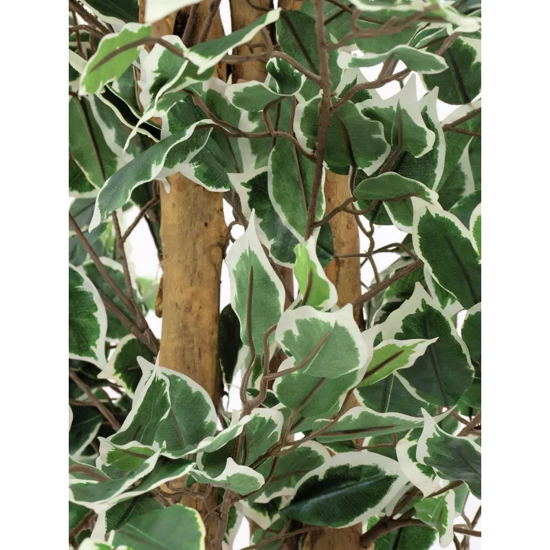 EUROPALMS Ασημί ficus benjamina τεχνητό φυτό, 180 cm 82506116