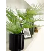 EUROPALMS Τεχνητό φοινικόφυλλο σε γλάστρα, 55 cm 82509401