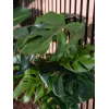 EUROPALMS Monstera deliciosa Τεχνητό φυτό, 90cm 82600220