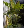 EUROPALMS Split-Leaf Philodendron Τεχνητό φυτό, 120 cm 82600222