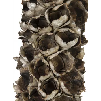 EUROPALMS Cacho Coco Τεχνητός Κοκοφοίνικας, 120-190 cm, Πραγματικός Ξύλινος Κορμός, 12 Φύλλα, Εσωτερικού Χώρου 83502349