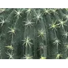 EUROPALMS Τεχνητός Κάκτος Μπάλα, 34 cm 82600063