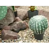 EUROPALMS Τεχνητός Κάκτος Μπάλα, 34 cm 82600063