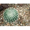 EUROPALMS Τεχνητός Κάκτος Μπάλα, 34 cm 82600063