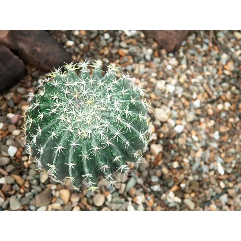 EUROPALMS Τεχνητός Κάκτος Μπάλα, 34 cm 82600063
