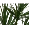 EUROPALMS Dracena Τεχνητό Φυτό, Πράσινο, 170 cm 82505799