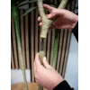 EUROPALMS Dracena Τεχνητό Φυτό, Πράσινο, 170 cm 82505799