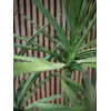 EUROPALMS Dracena Τεχνητό Φυτό, Πράσινο, 170 cm 82505799