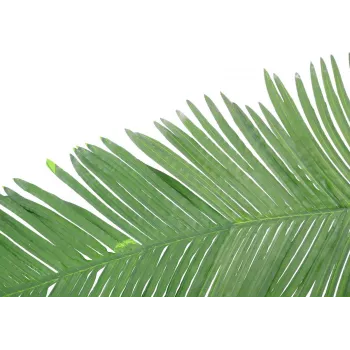 EUROPALMS Τεχνητό φύλλο καρύδας βασιλικού φοίνικα, 180cm 82509847
