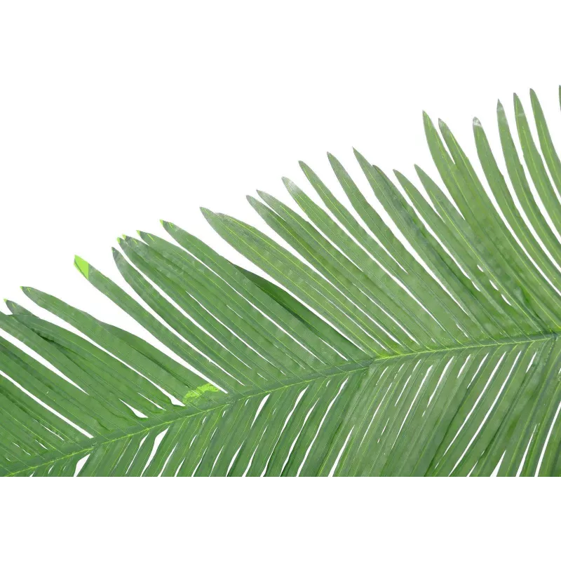 EUROPALMS Τεχνητό φύλλο καρύδας βασιλικού φοίνικα, 180cm 82509847