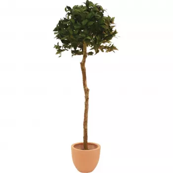 EUROPALMS Τεχνητή σφαίρα δάφνης, 180cm 82506946