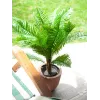 EUROPALMS τεχνητό φοινικόδεντρο Cycas, 70 cm 82509604