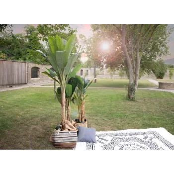 EUROPALMS τεχνητή μπανανιά, 210 cm 82509507