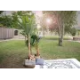 EUROPALMS τεχνητή μπανανιά, 210 cm 82509507